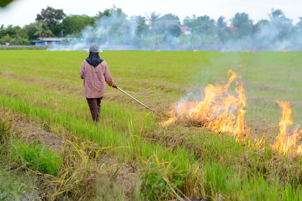 A Thai farmers burns straw stubble at the end of the harvest season, contributing to air pollution in the country. (shutterstock.com photo)