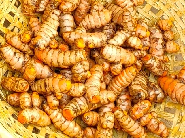 “Lakadong” turmeric