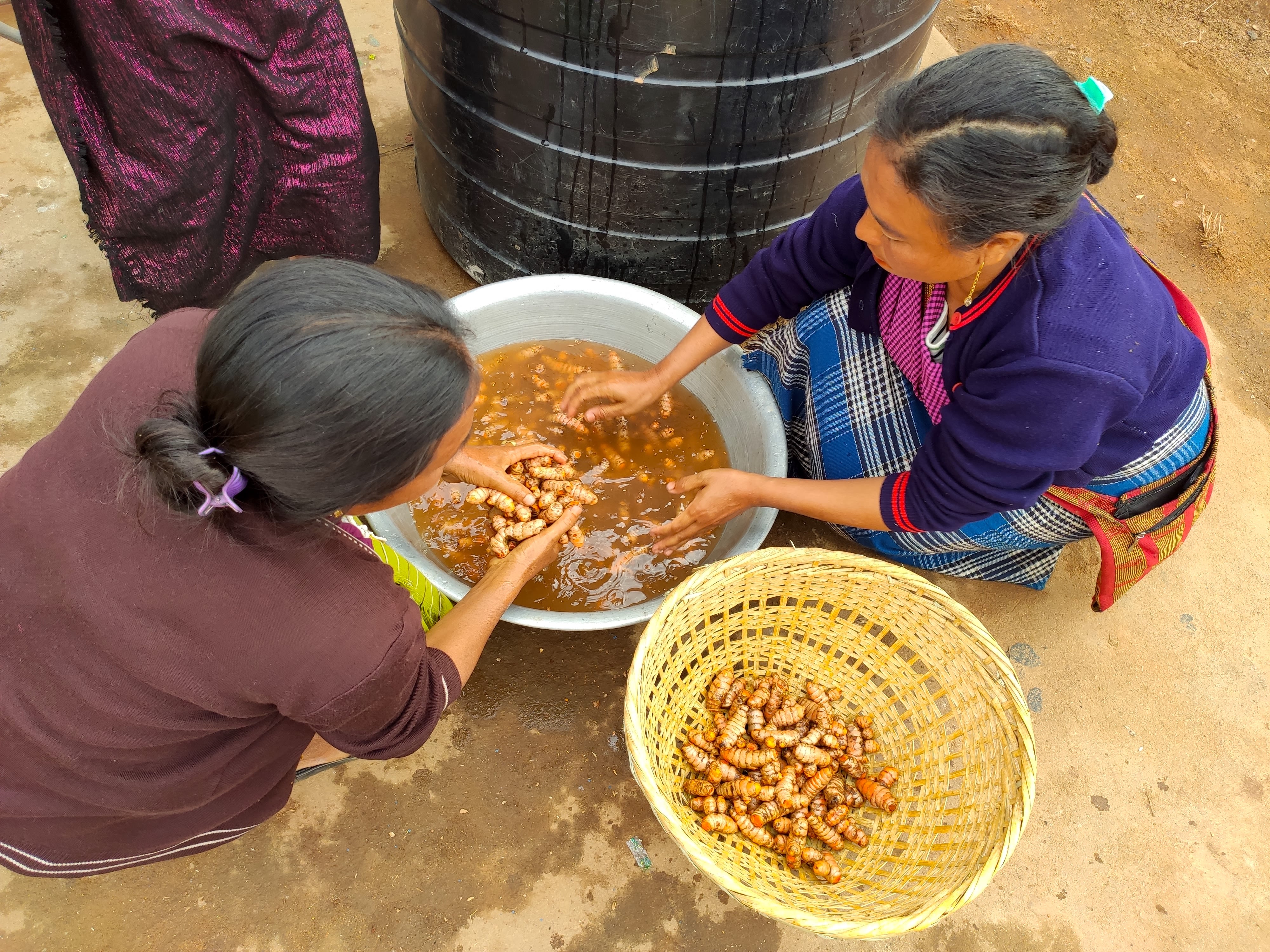 Women cleaning turmeric