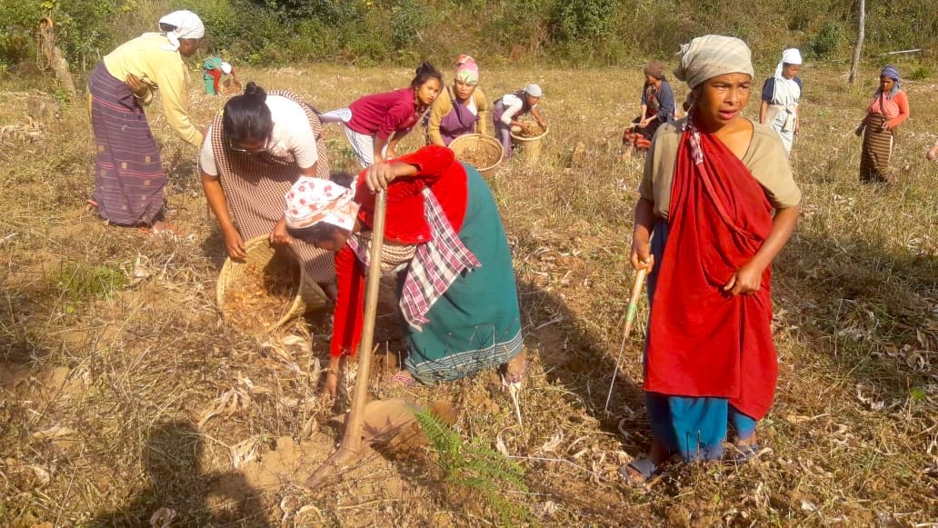 Women tending to a field of tumeric in India
