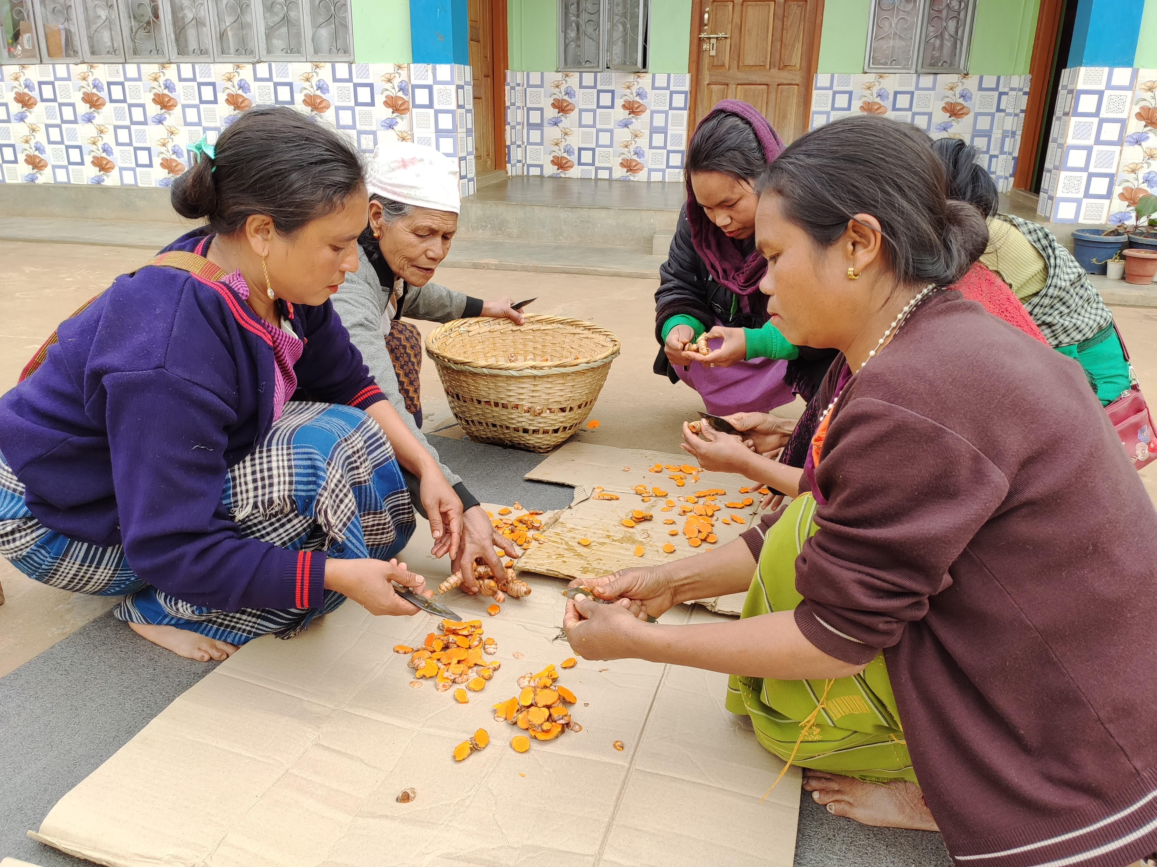 Indian women cutting "Lakadong" turmeric