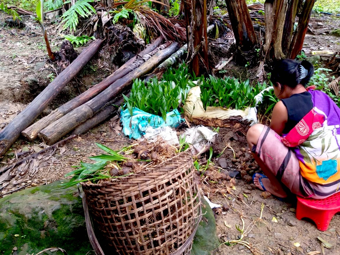 A woman preparing betel nut saplings for sale in India