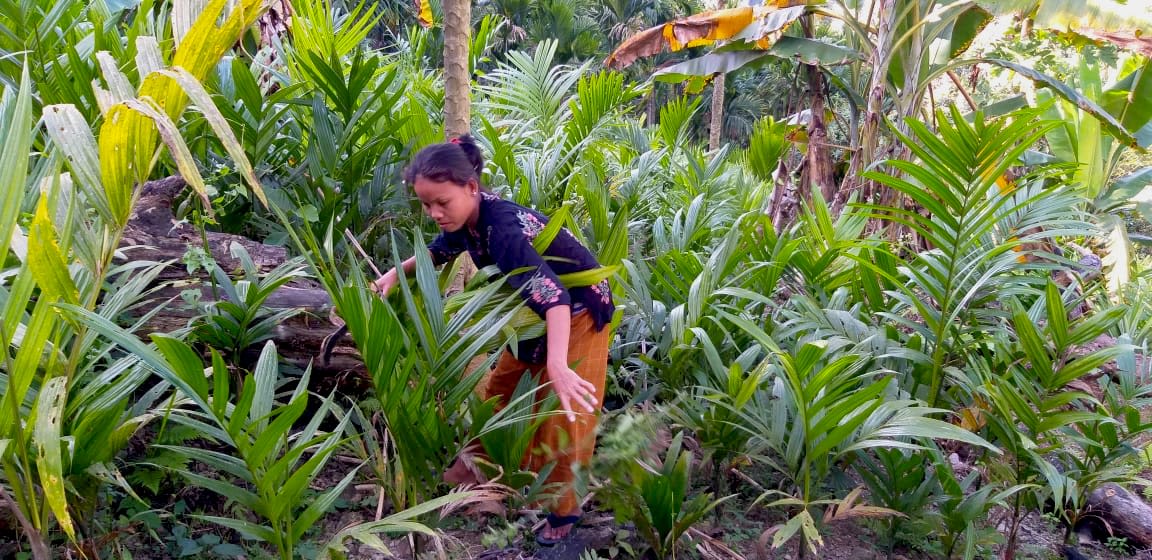 A woman tending to her betel nut saplings